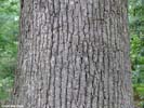 Bark of Quercus stellata