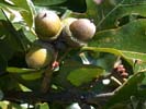 Acorns of Quercus stellata