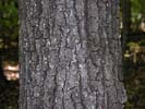 Bark of Quercus velutina