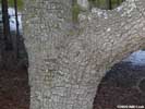 Bark of Quercus virginiana