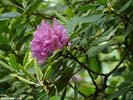Infloresence of Rhododendron catawbiense