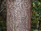 Bark of Rhus copallinum
