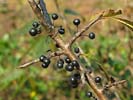 Fruits of Rhamnus davurica