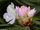 Flowers of Rhododendron maximum