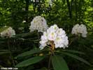 Flowers of Rhododendron maximum