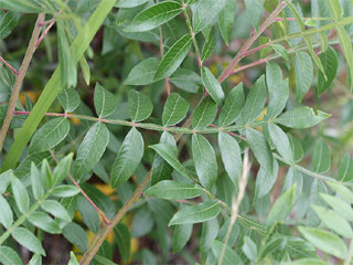 Leaves of Rhus copallinum