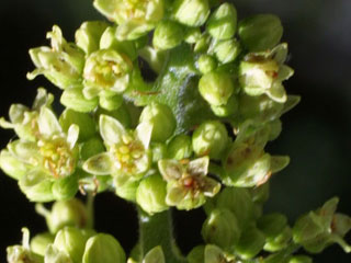 Flower of Rhus glabra