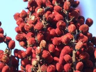 Fruit of Rhus glabra