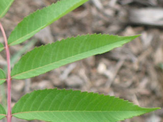 Leaf of Rhus glabra