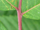 Leaf of Rhus glabra