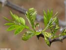 Emerging leaves of Robinia pseudoacacia