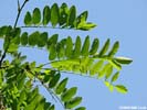 Leaves of Robinia pseudoacacia