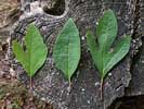 Leaves of Sassafras albidum