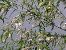Flowers of Salix nigra