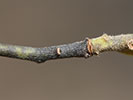 Twig and leaf scars of Sassafras albidum