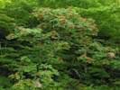 Habit of Sorbus americana