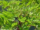 Ripening pomes of Sorbus americana