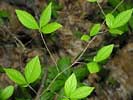 Leaves of Stewartia malacodendron
