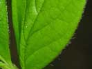 Leaf of Stewartia malacodendron