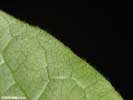 Leaf of Stewartia ovata