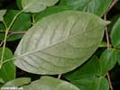 Leaf underside of Stewartia ovata