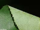 Leaf underside of Staphylea trifolia
