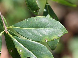 Leaves of Symplocos tinctoria