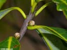 Twig and buds of Symplocos tinctoria