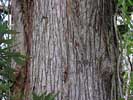 Bark of Taxodium distichum