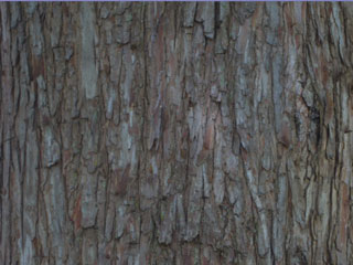 Bark of Taxodium distichum