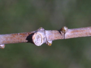 Twig of Taxodium distichum