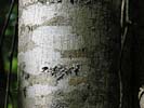 Bark of Tilia americana var. americana