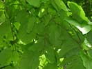 Leaves of Tilia americana var. americana