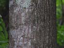 Bark of Tilia americana var. americana