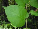 Leaf of Tilia americana var. caroliniana