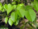Leaves of Tilia americana var. caroliniana