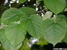 Leaves of Tilia americana var. heterophylla