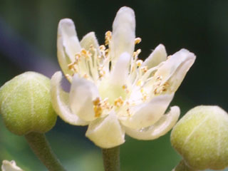 Flowers of Tilia americana var. heterophylla