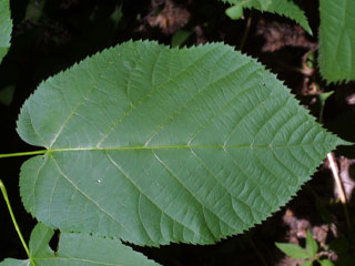 Leaf of Tilia americana var. heterophylla