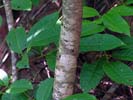 Bark of Toxicodendron vernix