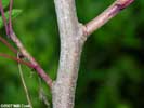 Twig of Toxicodendron vernix