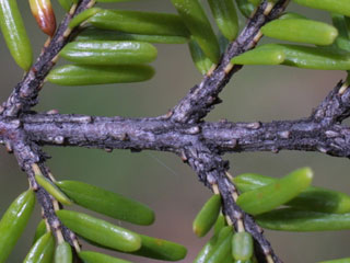 Twig of Tsuga canadensis