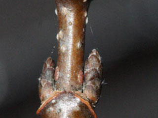 Twig of Acer floridanum
