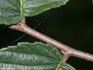 Twig of Ulmus americana