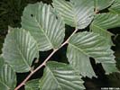 Leaves of Ulmus americana