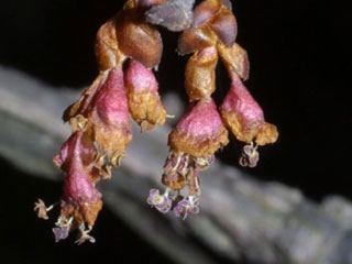 Flowers of Ulmus alata