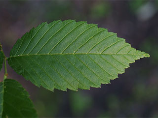 Leaf of Ulmus americana