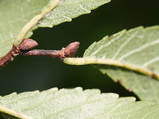Terminal bud of Ulmus parvifolia
