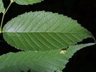 Leaf of Ulmus rubra