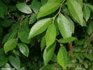 Leaves of Ulmus parvifolia